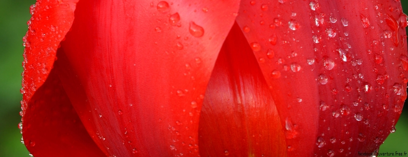 Tulipes_-_Fleurs_-_FB_Timeline__14_.jpg