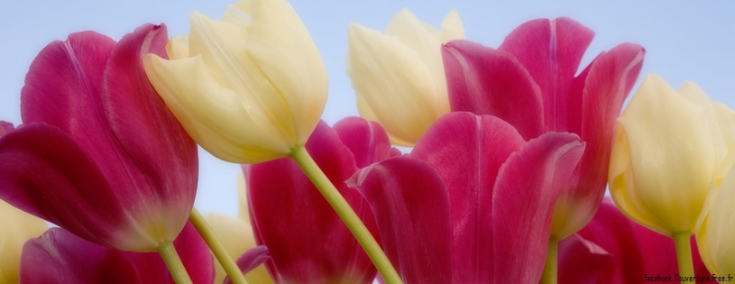 Tulipes - Fleurs - FB Timeline  20 