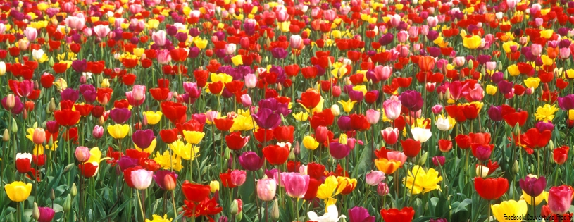 Tulipes_-_Fleurs_-_FB_Timeline__2_.jpg