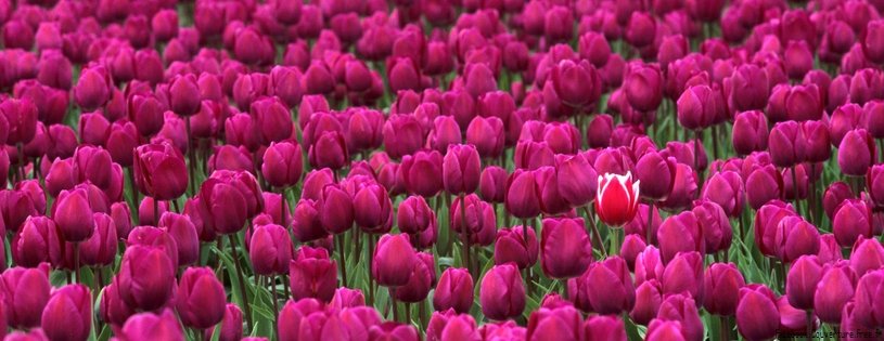Tulipes_-_Fleurs_-_FB_Timeline__9_.jpg