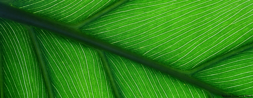 Timeline - Green Leaf.jpg