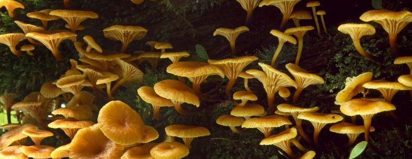 Timeline - Jack-O-Lantern Mushrooms.jpg