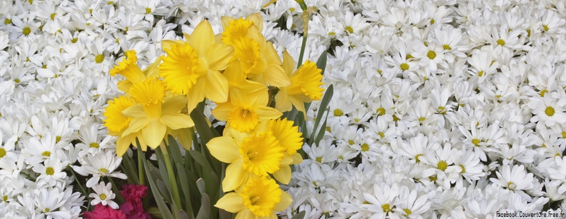 Timeline - Brighton Narcissus and Daisy Flowers.jpg