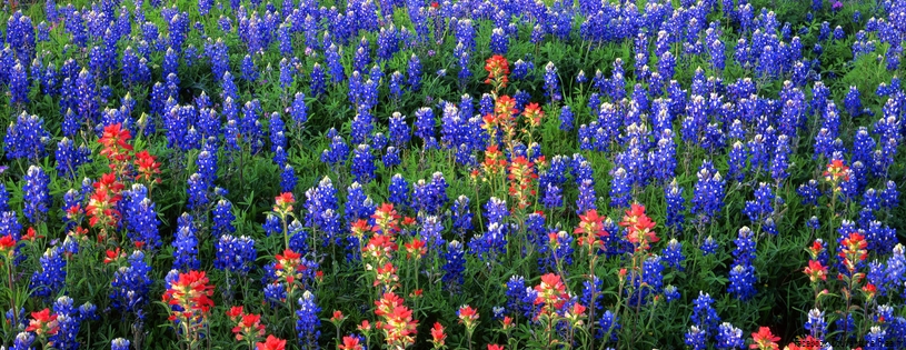 Timeline - Field of Texas Paintbrush and Bluebonnets, Inks Lake State Park, Texas