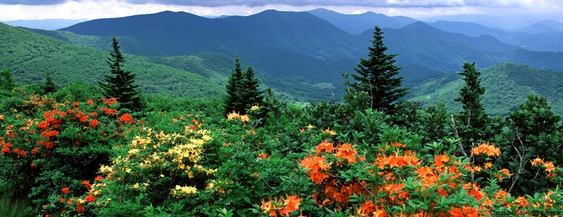Timeline - Flame Azaleas in Bloom, Appalachian Trail, North Carolina.jpg