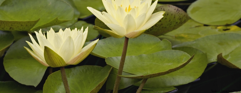 Hybrid Waterlilies, White River Gardens State Park, Indianapolis, Indiana.jpg