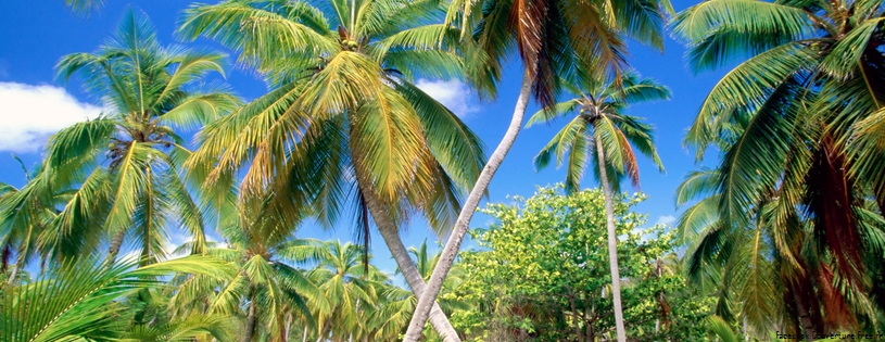 Cover_FB_ Palm_Paradise,_Seychelles.jpg