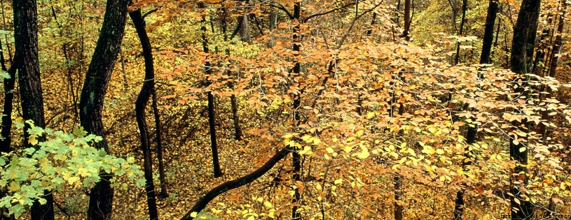 Cover_FB_ Autumn_Forest,_Percy_Warner_Park,_Nashville,_Tennessee.jpg