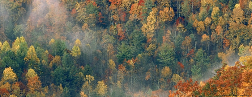 Cover_FB_ Colorful_Autumn_Forest,_Great_Smoky_National_Park,_Tennessee.jpg