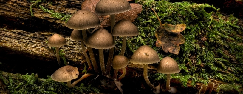 Cover_FB_ nature_shroom_group_wds_.jpg