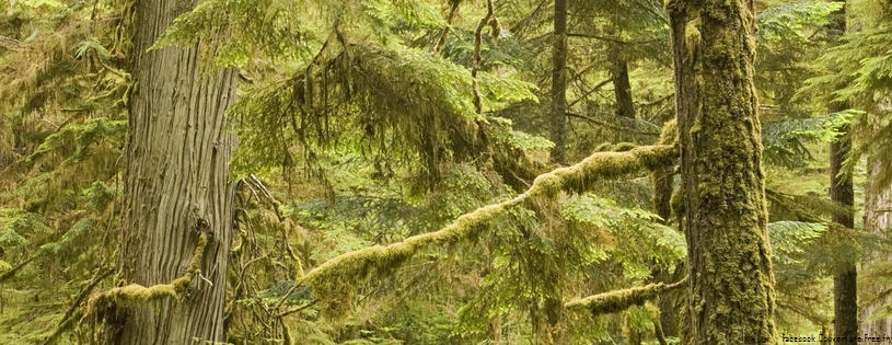 Cover_FB_ Old_Growth_Rainforest,_Pacific_Rim_National_Park,_Vancouver_Island,_British_Columbia,_Canada.jpg