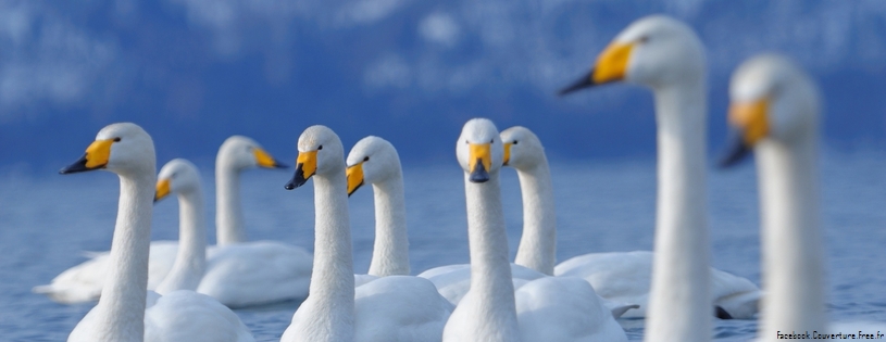 flock of swans-Facebook Cover