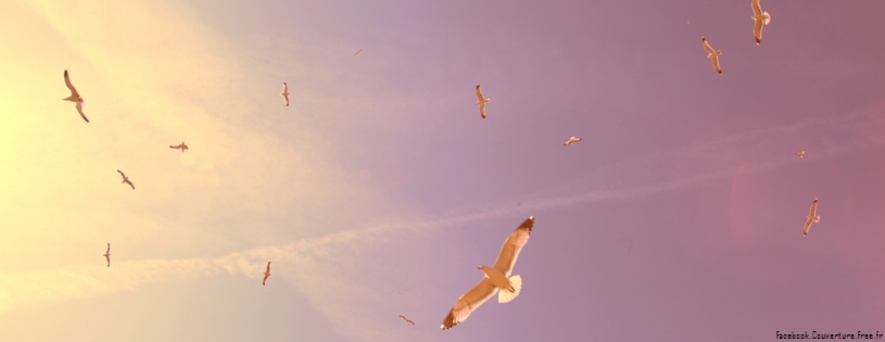 flying_seagulls-Facebook_Cover.jpg