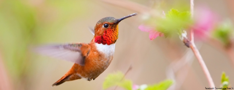 hummingbirds-Facebook_Cover.jpg