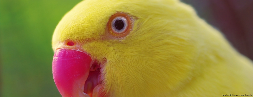 yellow_parrot-Facebook_Cover.jpg