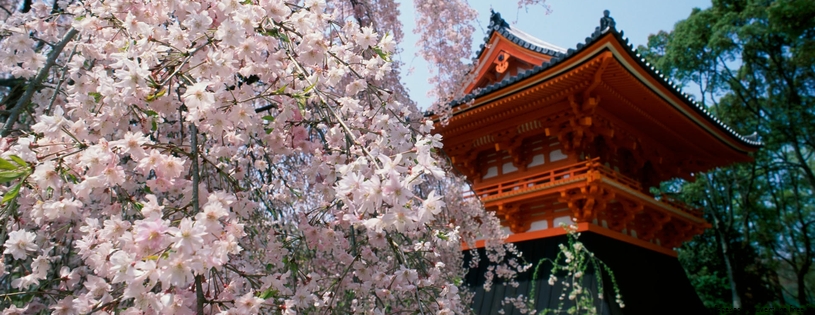 Cherry Blossoms, Ninnaji Temple, Kyoto, Japan.jpg