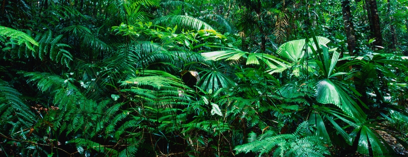 Cover_FB_ Tropical Rainforest, Lacey Creek, Queensland, Australia.jpg