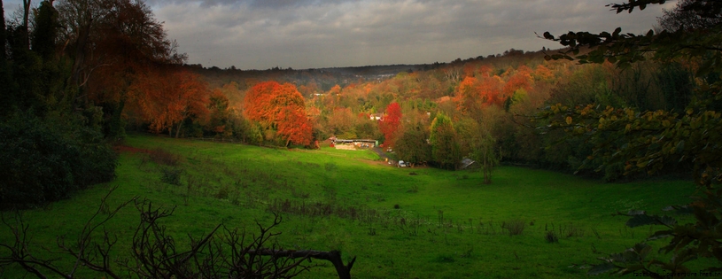 Cover_FB_ Peeking Through the Trees, Near Merstham, Surrey, England.jpg