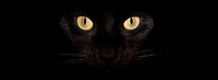 Chat noir regard