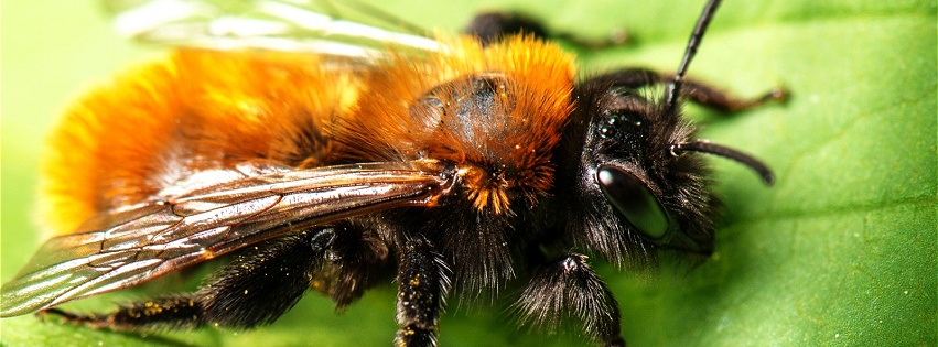 Grosse abeille