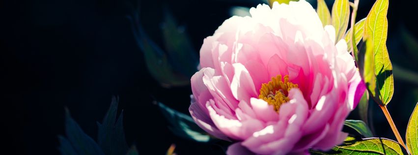 Fleur rose printemps facebook 851x315.jpg